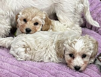 Maltipoo - 4