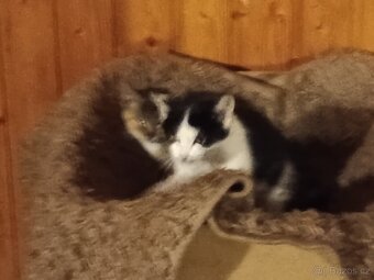 Daruji koťátka - 4