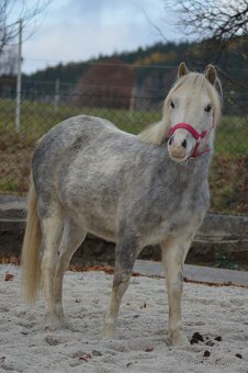 welsh mountain pony - 4
