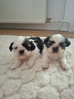 Shihtzu - 4