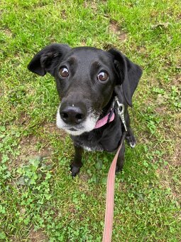 Bobík, kříženec hledá domov - 4