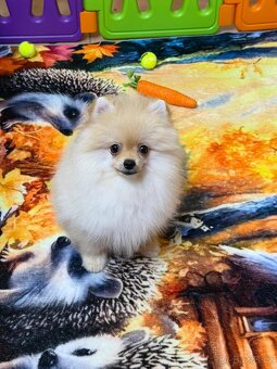Pomeranian s PP - 4