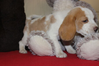 Beagle szczeniaczki po Championie Polski ZKwP (FCI) - 4