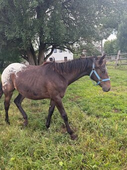 Kobylka Tara x appaloosa - 4