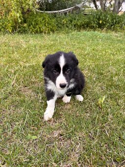 Štěňátka Border Kolie Blue merle Red merle - 4