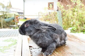 Zakrslý králík - 4