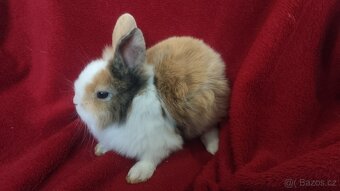 Zakrslý lvíček, králíček teddy - 4