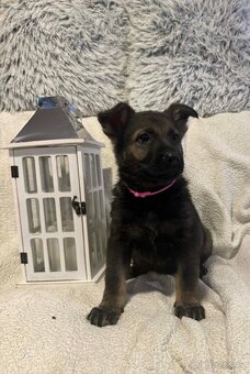 Německý ovčák štěňata s PP - 4