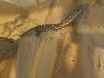 Varanus Salvator - 4