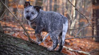 Australský honácký pes, pejsek s PP - 4