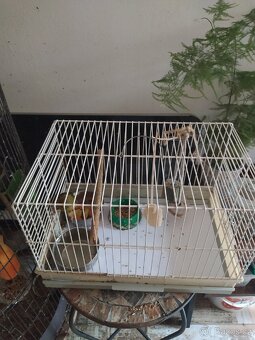 SUPER NABÍDKA KLECE +KANARCI+KRMENI - 4