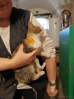 Daruji kotě - 4