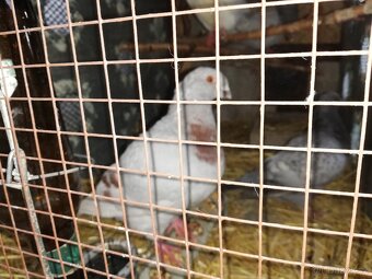 Prodám holuby Gigant - 4