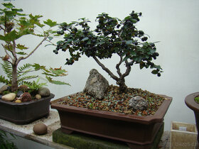 Skalník celokrajný bonsai - 4