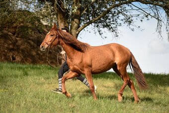 Lusitano klisna PSL 2 letá - 4