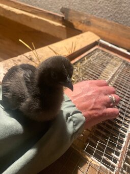 Ayam cemani - 4