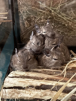 OSMÁK DEGU mláďata - 4