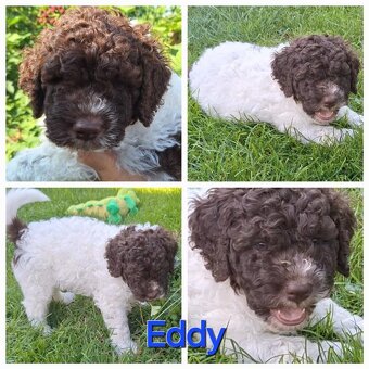 Lagotto romagnolo - pejsci s PP - 4