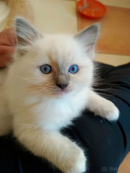 Koťata Ragdoll - 4