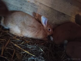 Bungurdsky králík - 4