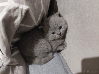 Britská koťátka bez PP - 4