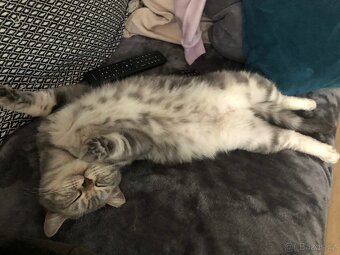 Úžasná britská krátkosrstá kočka - 4