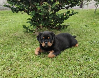 Rottweiler  / Rotvajler - 4