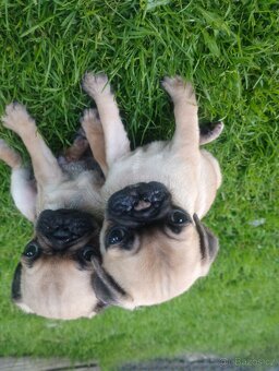 Mops - 4