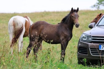 Hřebeček x appa - 4