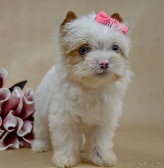 Jorkšírský teriér-biewer,golddust,choco s PP - 4