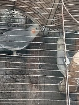 Korely, krepelky činske - 4