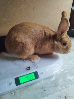 Burgundský samec - 4