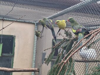 Papoušek horsky - 4