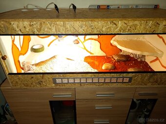 Terarko pro agamu - 4