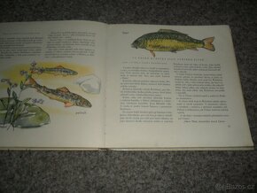 příroda - Zoologická zahrada, Ráj zvířat, Naše houby, různé - 4