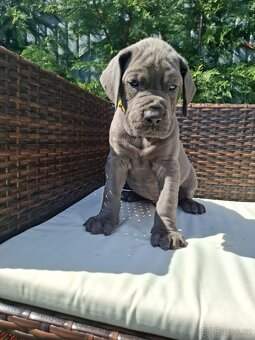 Nemecká doga s PP MODRÁ - 4