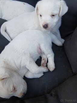 Prodám štěňata Jack Russel teriér - 4