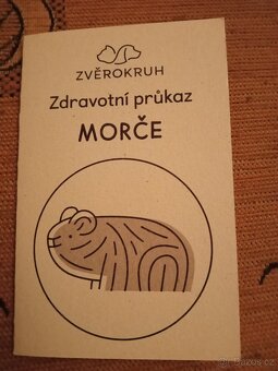 Morčátko samička - 4