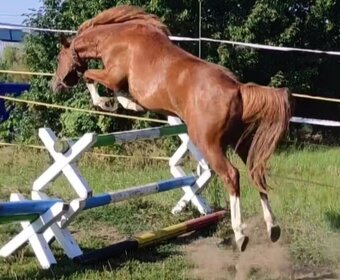 Pony A - 4