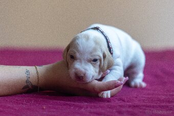 Saintgermánský ohař - štěňátka k zamluvení - 4