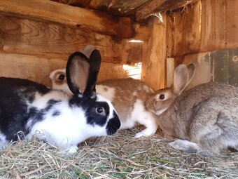 Samičky a samci Českého strakáče - 4