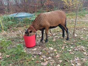 Ovce Kamerunská - 4