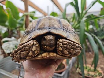 Samice želvy ostruhaté - sulcata - 4