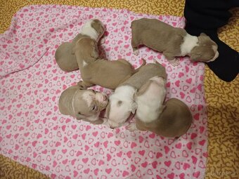 American bully xl - 4