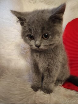 Britská koťata britské kotě - 4