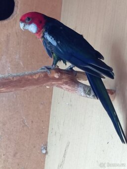 Rosela pestrá černá - 4