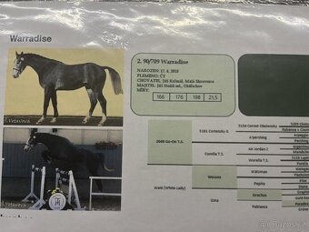 3 letá klisna teplokrevná - 4