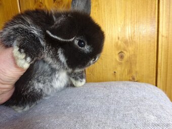 Minilop - sameček - 4