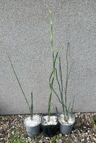 Přeslička japonská - 4