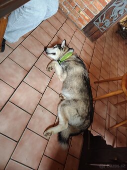 Husky štěňata - 4